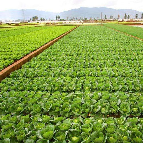 Planting base-Planting/breeding base