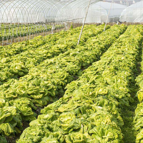 Planting base-Planting/breeding base