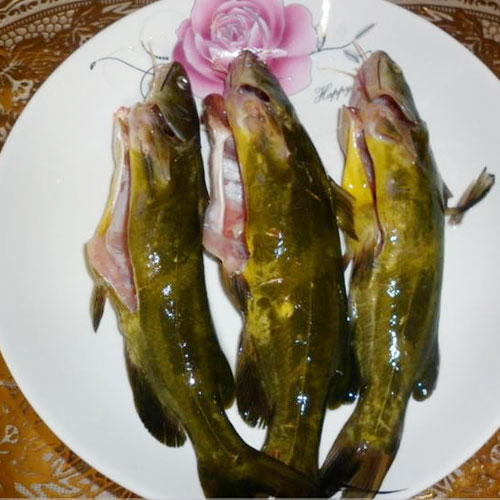黃骨魚(yú)-水產(chǎn)配送-深圳市祥瑞餐飲管理有限公司